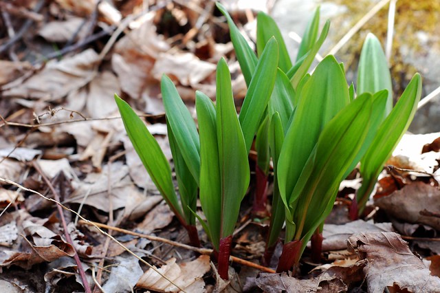 A clump of wild leeks growing near a streambed by Eve Fox, Garden of Eating blog, copyright 2011