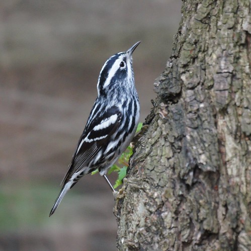 Warblers of Wisconsin Flashcards | Quizlet