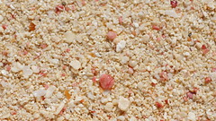Bermuda Sand (macro)