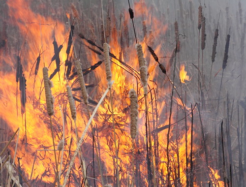 fire illinois flame cattails prairie bloomington grassland tipton bloomingtonillinois tiptonpark prairiefire prairieburn mcleancounty tiptonprairie