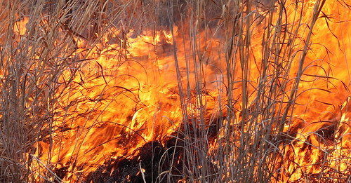 fire illinois smoke flames burn prairie bloomington grassland tipton grassfire bloomingtonillinois tiptonpark prairiefire prairieburn mcleancounty mcleancountyillinois tiptonprairie tiptonprairieburn
