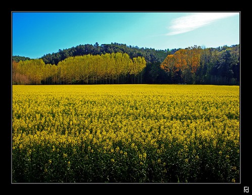 primavera yellow amarillo groc