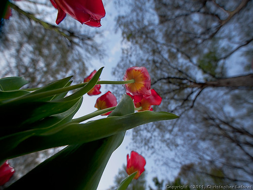 trees tulips lookup nikond700 bugeyesview chrislaforet sigma14ed claforet