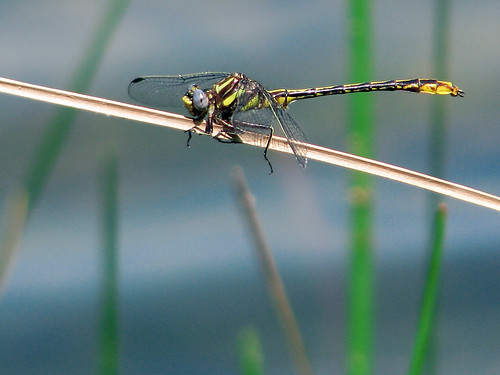 dragonfly odonata
