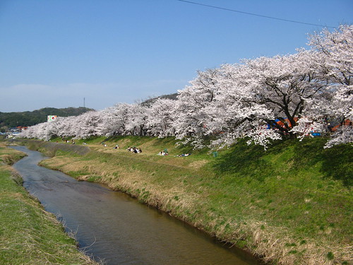city blossom cherryblossom unnan shimanepref 斐伊川堤防桜並木 島根県雲南市