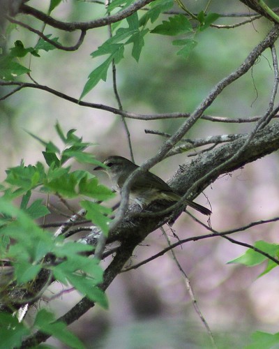 birds tx olivesparrow arremonopsrufivirgatus nuecesriver uvaldecounty tomnunncrossing