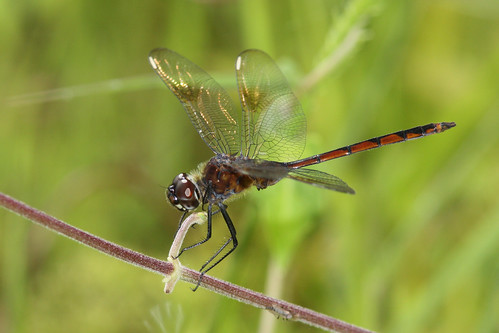 nature outdoors florida dragonflies dragonfly wildlife odonata canonef300mmf4lisusm canonefextender14xii canoneosrebelxsi