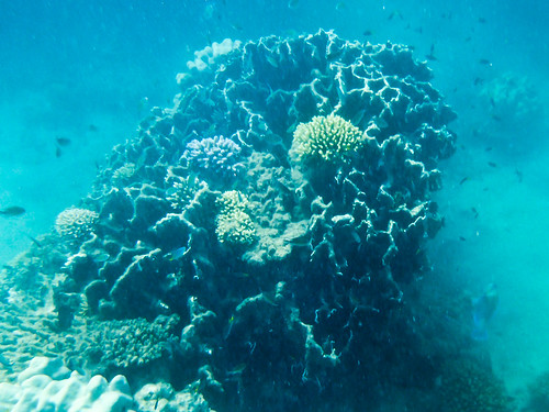 africa fish coral underwater snorkel diving snorkelling tropicalfish coralreef djibouti panasonicgf1
