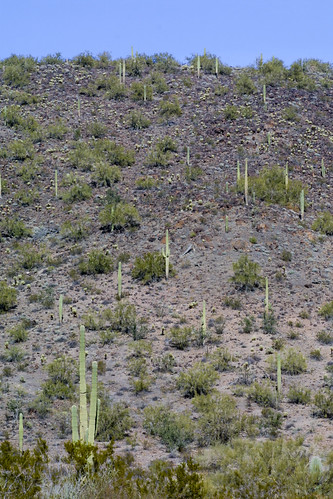 arizona cacti landscapes