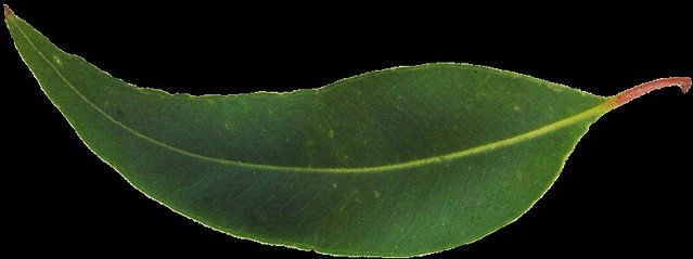 clipart gum leaf - photo #7