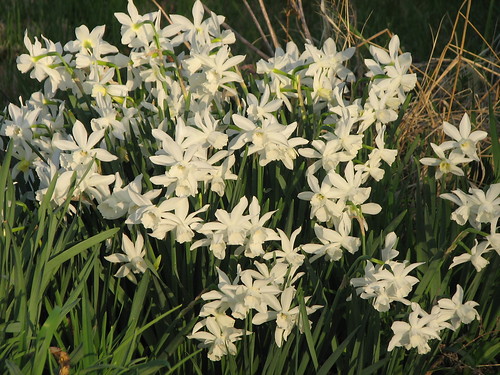 daffodil 'Thalia'