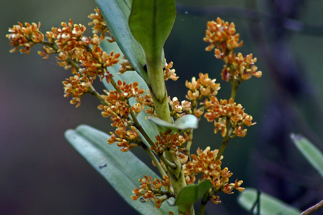 Makunda Flowers-113 - Acampe ochracea