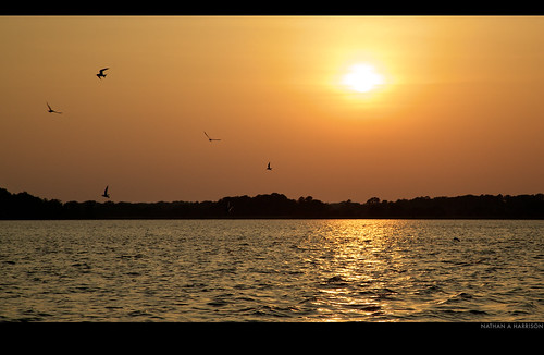 sunset art water birds silhouette canon photography photo image maryland easternshore photograph boating hyatt 365 motorboat project365 choptankriver canonef24105mmf4lisusm espressotime nathanharrison 5dmkii