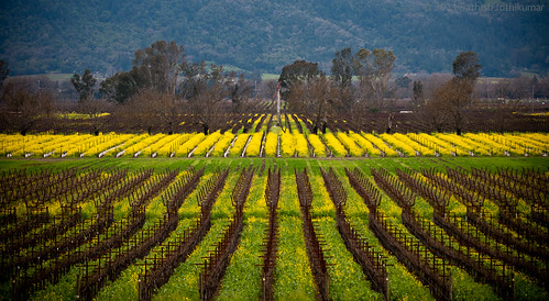 california spring vineyards napavalley napa mustard wildflowers sonydslra700 sony70300mmf4556g