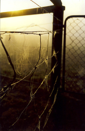 morning film nature monochrome sunrise fence pentax spiderweb fences australia