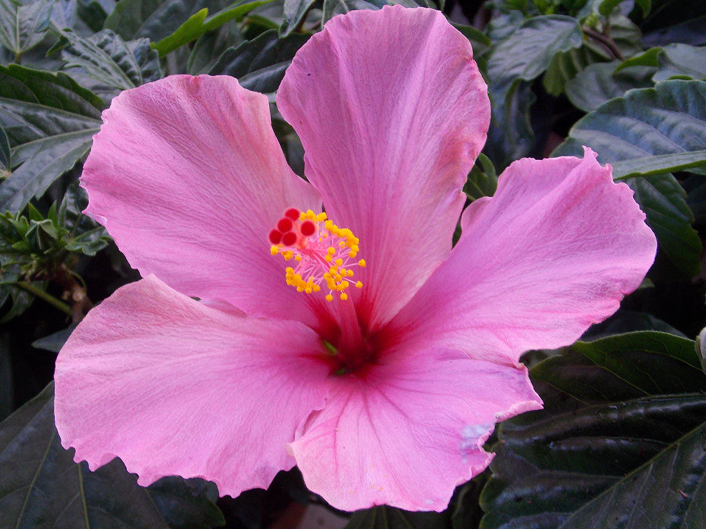 hibiscus .