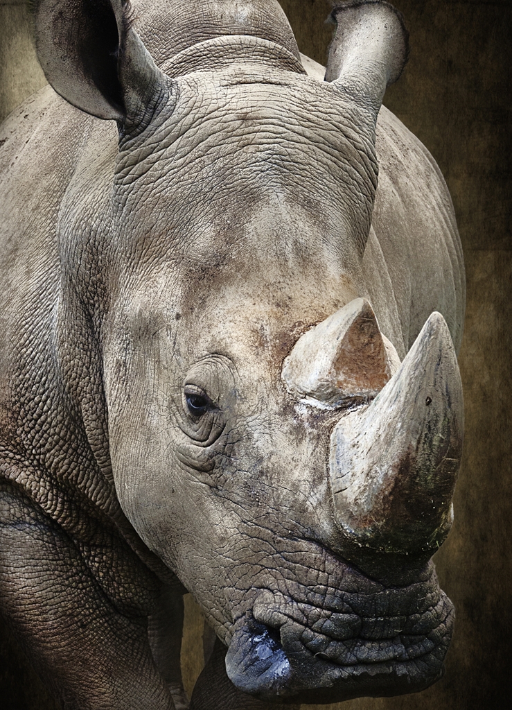 Portrait Of The Rhino (DSC0084)