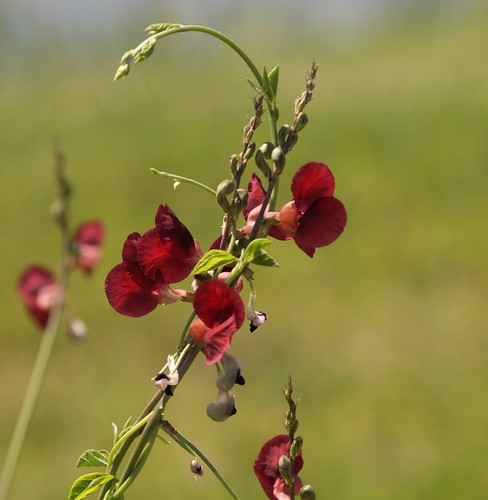 red summer plant flower nature photo spring weed vine pea blooming canonef28135mmf3556isusm canoneos50d