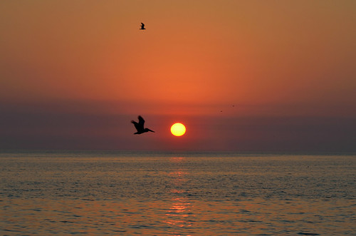ocean sunset sea bird beach saint st gulf florida pass petersburg grille a