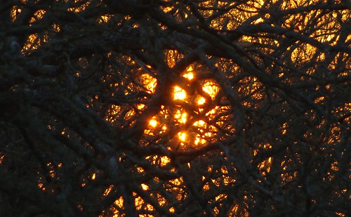 trees light sunset sun sol vanburen arkansas thicket