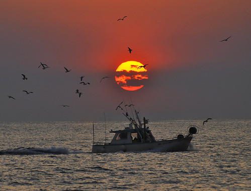 sunset sun birds boat marseille fishing bateau coucherdesoleil oiseaux pêche