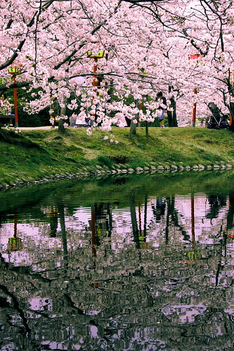 flower 桜 cherryblossoms