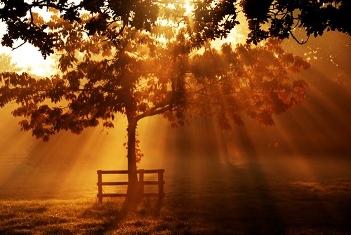 light sunlight tree silhouette sunrise woods woodenfence rays onsite lightbeams tmt flickrduel d700 htmt