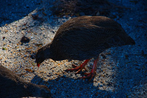 Silvermine Nature Reserve