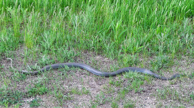 Michigan Snake - Blue Racer | About 4' feet long... pretty g… | Flickr ...