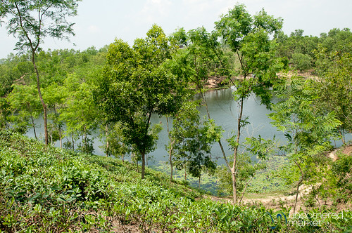 trees lake bangladesh aes madhubpurlake madhubpur
