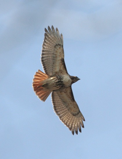 Фотографія 'Red-tailed Hawk'