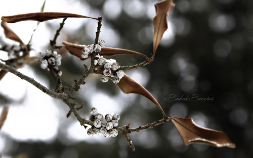 winter wallpaper color leaves canon snowflakes berries bokeh sharp l tones muted 2470 50d lawphotography