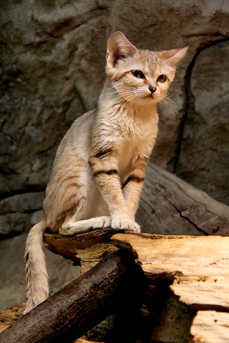 Cute Sand Cat
