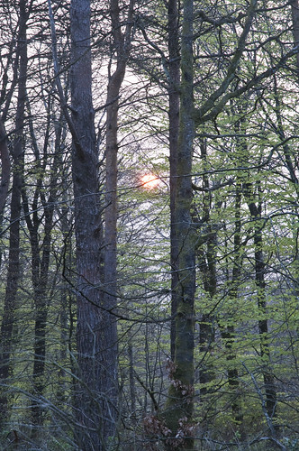wood uk england southwest texture silhouette sunrise woodland spring woods europe cornwall estate unitedkingdom britain great north bark gb april hart atmospheric westcountry bodmin gbr hartwood lanhydrock