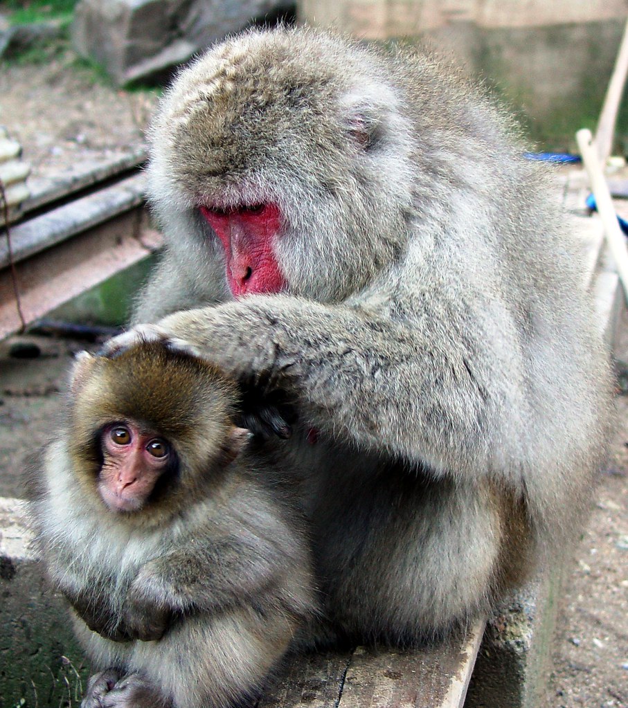 Snow monkey baby with mama