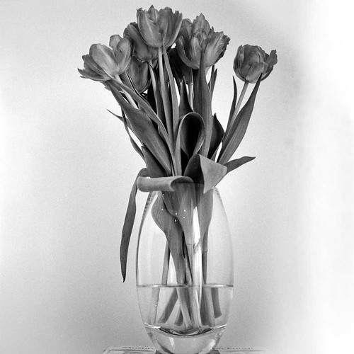 Monochrome Tulips
