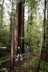 walking in the heritage redwood grove 