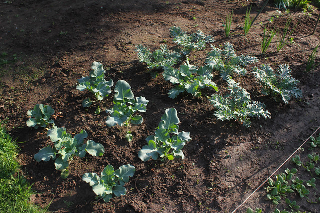 kale and broccoli, in the spring garden