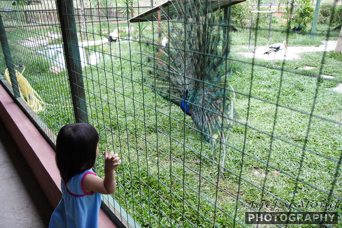 Yan Yan was amazed at the fully dressed peacock