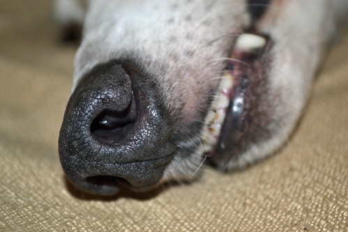 greyhound bunny nose unusualperspective ds506