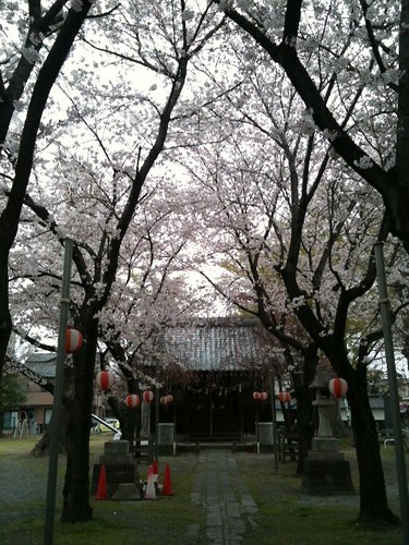 毎年恒例「千形神社」の桜