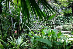 Tropical Spice Garden