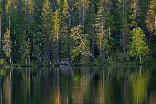 summer nature forest finland pines lapland metsä lappi kesä luonto ranta reflecion heijastus puut koivuja mäntyjä siikajärvi sekametsä marrasjärvi ikithule