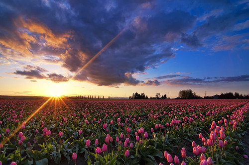 flowers sunset sky flower festival clouds washington tulips tulip flare fields mountvernon skagitvalley skagitvalleytulipfestival sunstar