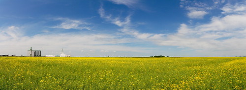 panorama panoramic drumheller alberta fields crops googleearth canola westcoastvacation 93793499n00