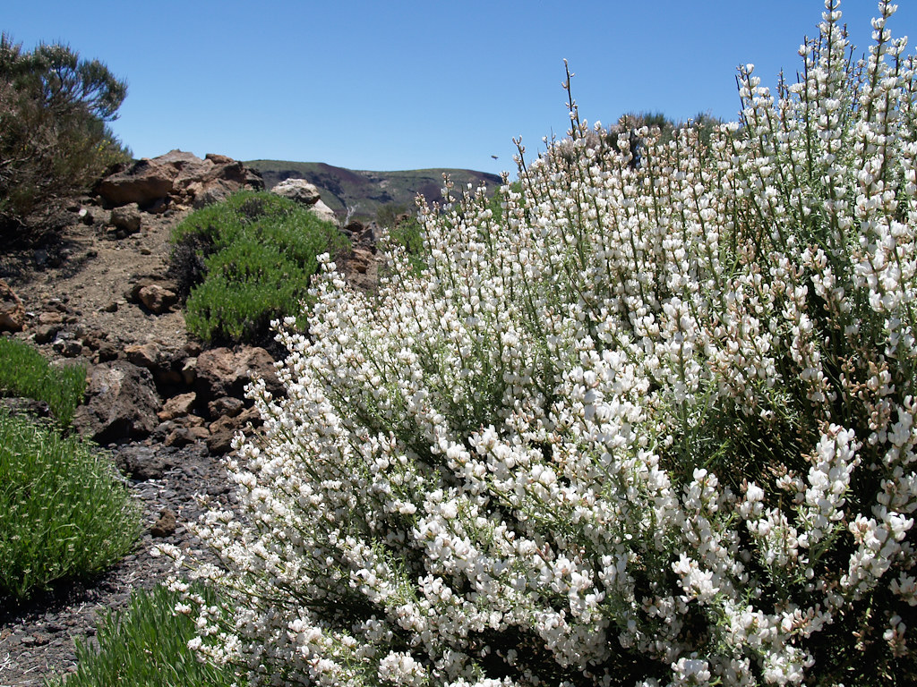 Primavera en el Parque Nacional del Teide