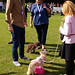 Chiswick House Dog Show(2016)
