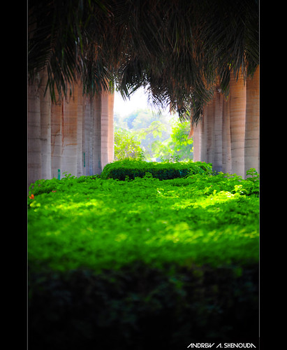 park green garden landscape photography nikon flickr shadows zoom egypt palm cairo shrubs lightroom azharpark publicpark agakhan nikond90 nikkorzoom andrewashenouda