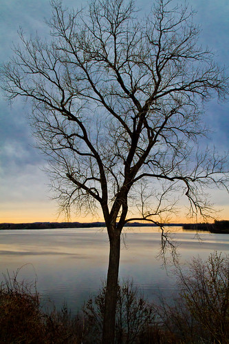 sunset lake tree menomonie lakemenomin