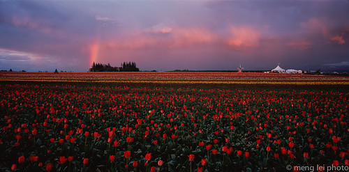 film clouds oregon rainbow tulips 6x12
